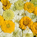 Zinnia Flower Seeds Mix - Lemon Meringue Variety for Pollinators & Butterflies - Non-GMO, 200 Seeds