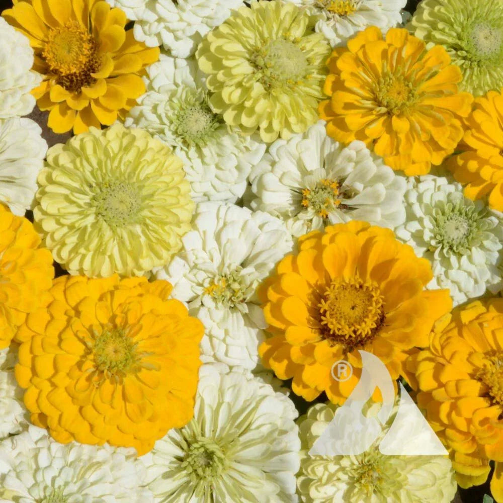 Zinnia Flower Seeds Mix - Lemon Meringue Variety for Pollinators & Butterflies - Non-GMO, 200 Seeds