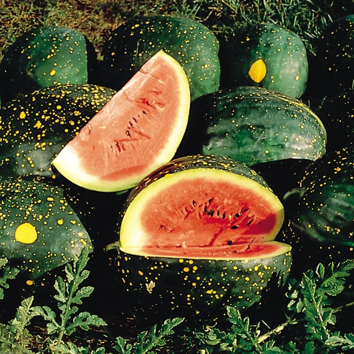 Red Moon and Stars Watermelon Seeds, NON-GMO, Heirloom, Very Sweet, Citrullus lanatus, Free Shipping