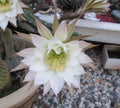 Harrisia jusbertii Snake Cactus 8" Cutting - Rare Dusk Blooming Cacti, Unique Houseplant, Indoor Succulent