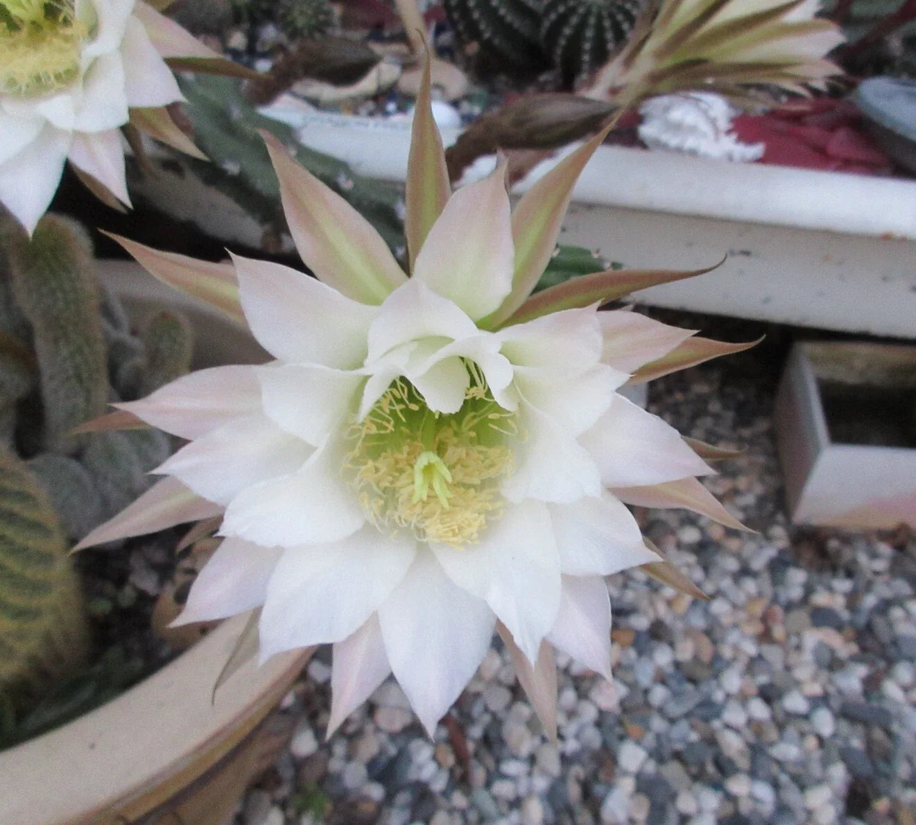 Harrisia jusbertii Snake Cactus 8" Cutting - Rare Dusk Blooming Cacti, Unique Houseplant, Indoor Succulent