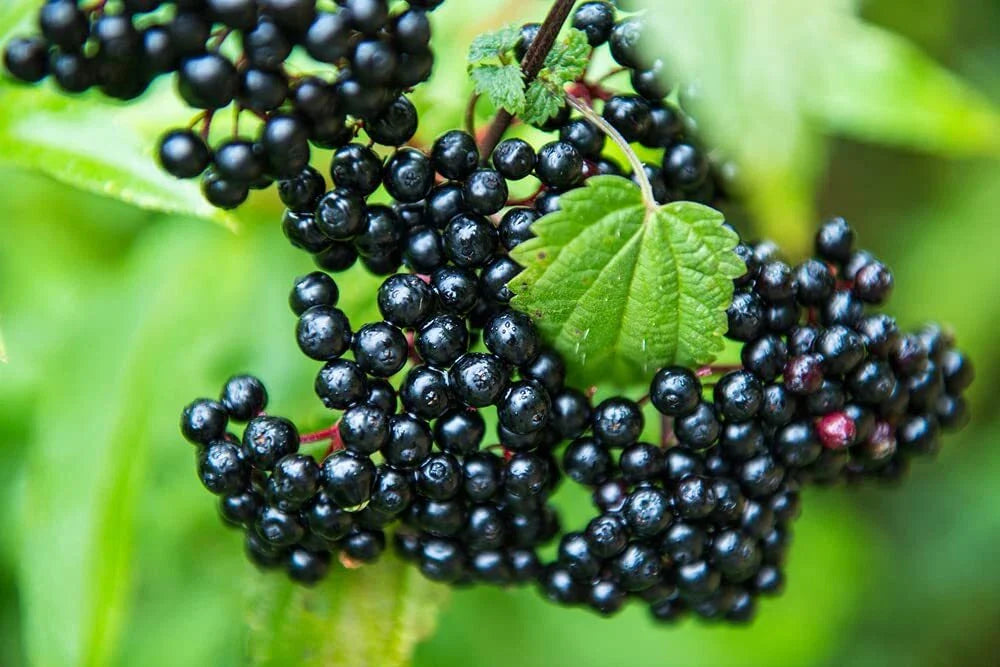 Fresh Elderberry Cuttings - 2 Black Bear Variety - Sambucus nigra for Planting