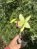 Brassocattleya Hawaii Stars Nodosa Orchid Plant Blooming 4” Fragrant Flowering Orchid