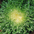 Endive Seeds - Green Curled Ruffec Variety - Frisee Lettuce for 2025 Planting - Organic Vegetable Seeds