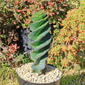 Spiral Cactus Plant - Cereus forbesii 'Spiralis' - Live Succulent Green Cacti