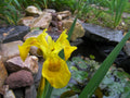Yellow Flag Water Iris Shoots - 10 Pack - Pseudacorus - Ideal for Ponds and Wetlands