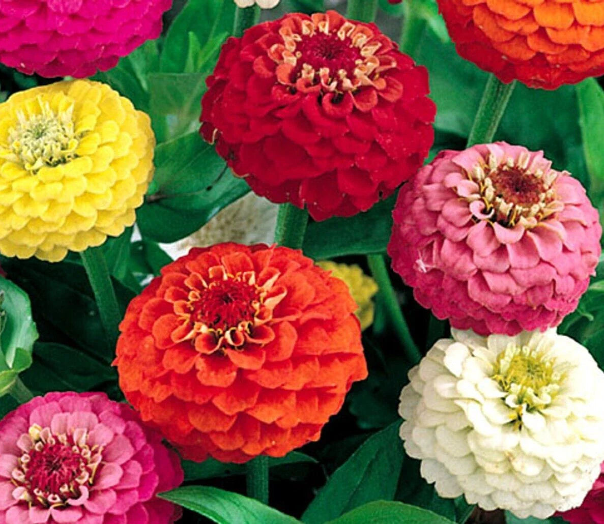 Lilliput Zinnia Seeds 400+ Count, Mixed Colors, Annual Flower Garden, Bee Friendly, Great for Pollinator Gardens