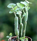 Senecio Articulatus Candle Plant - 3" Potted Plant - Rare Unique Succulent - Curiously Looking Houseplant