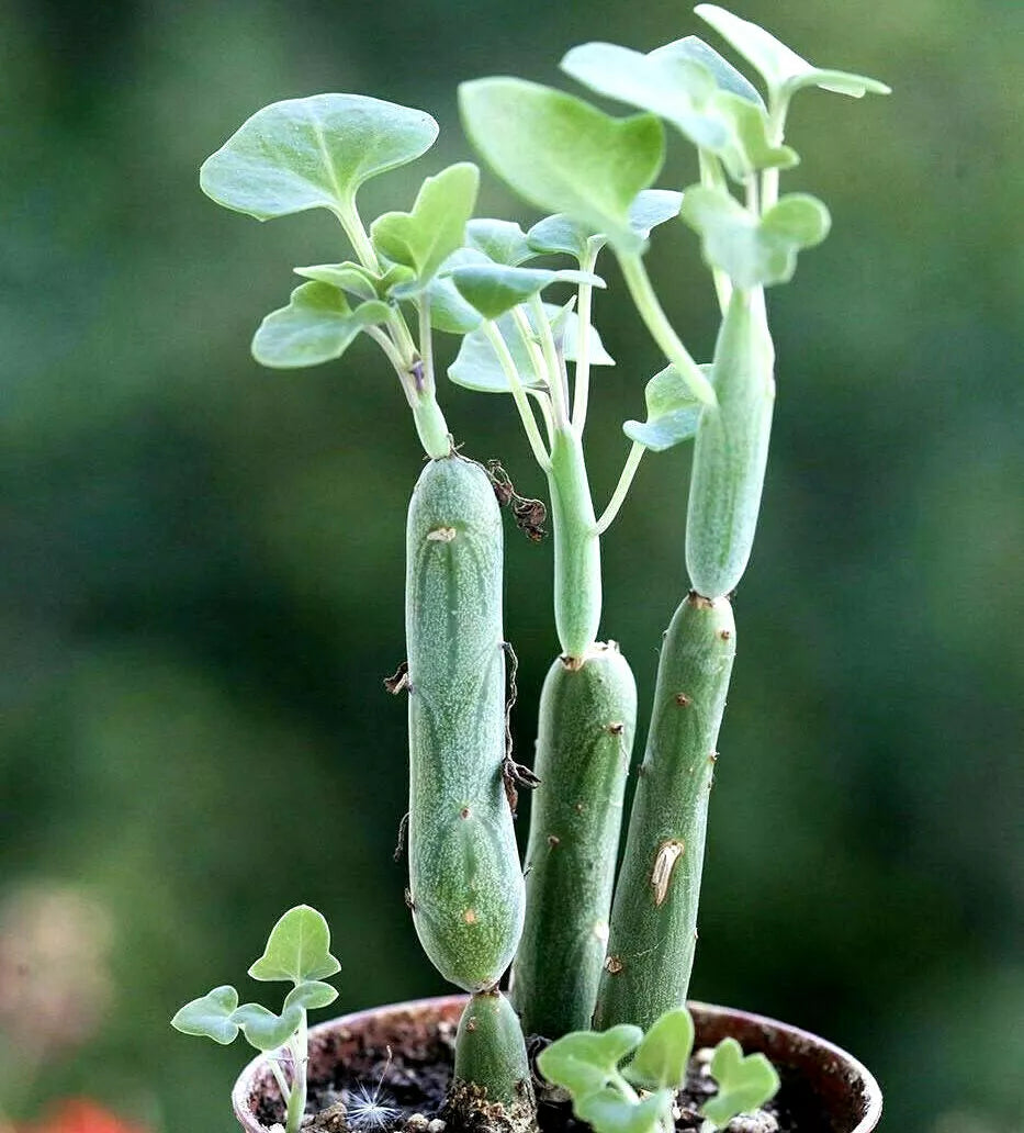 Senecio Articulatus Candle Plant - 3" Potted Plant - Rare Unique Succulent - Curiously Looking Houseplant
