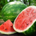 Premium Crimson Sweet Watermelon Seeds - Popular Variety for Home Gardening - Citrullus lanatus