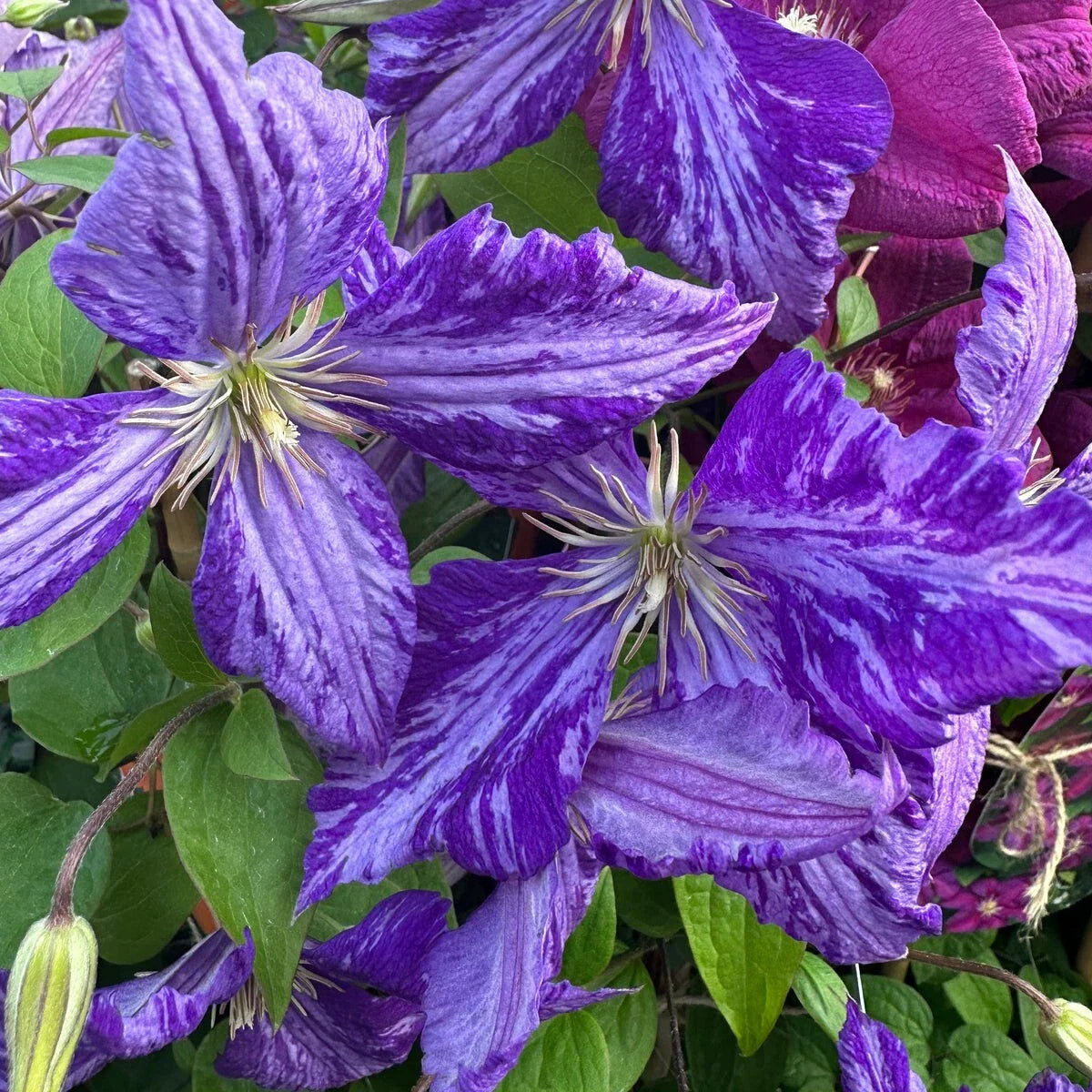 Tie Dye Clematis Plant - 6" Flowers - Dark Purple/Silver Streaks - 2.5" Pot - Clematis viticella