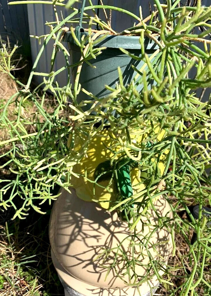 Fresh Cuttings 9 Pack Rhipsalis Prismatica Rare Orchid Cactus Hardy Indoor Plant