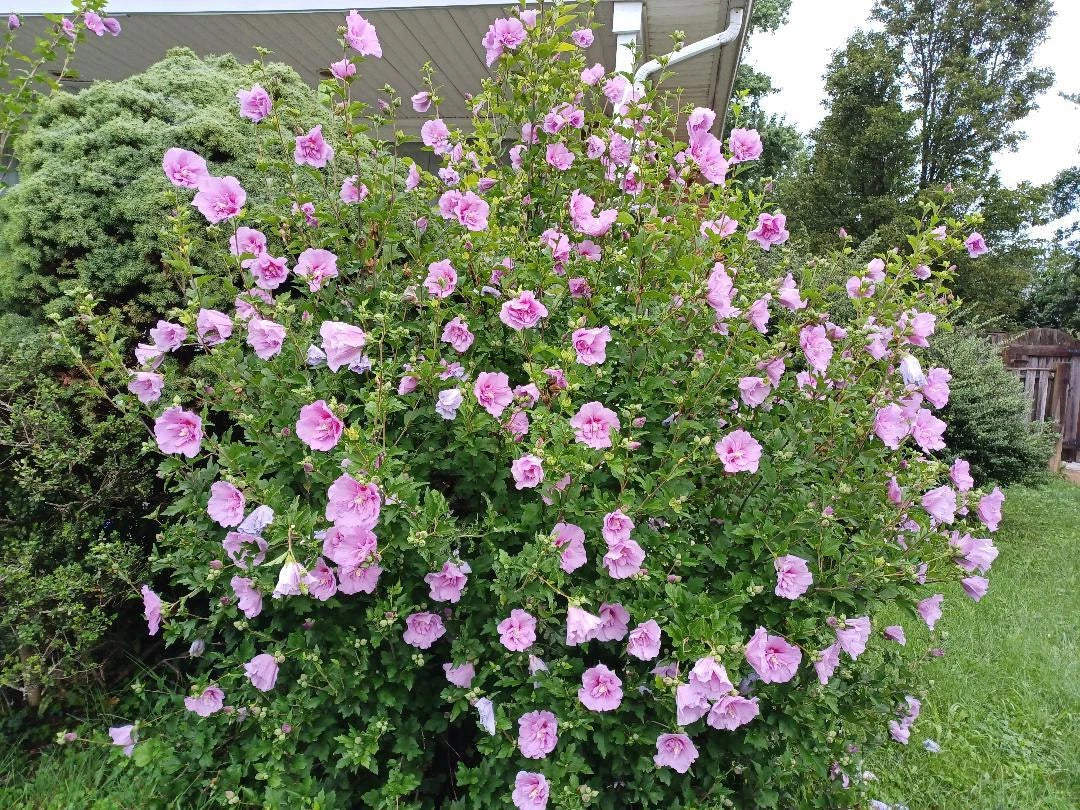 Hibiscus Seeds - 10 to 200 Count - Minerva Rose of Sharon - Beautiful Pink Flowers - Hibiscus syriacus
