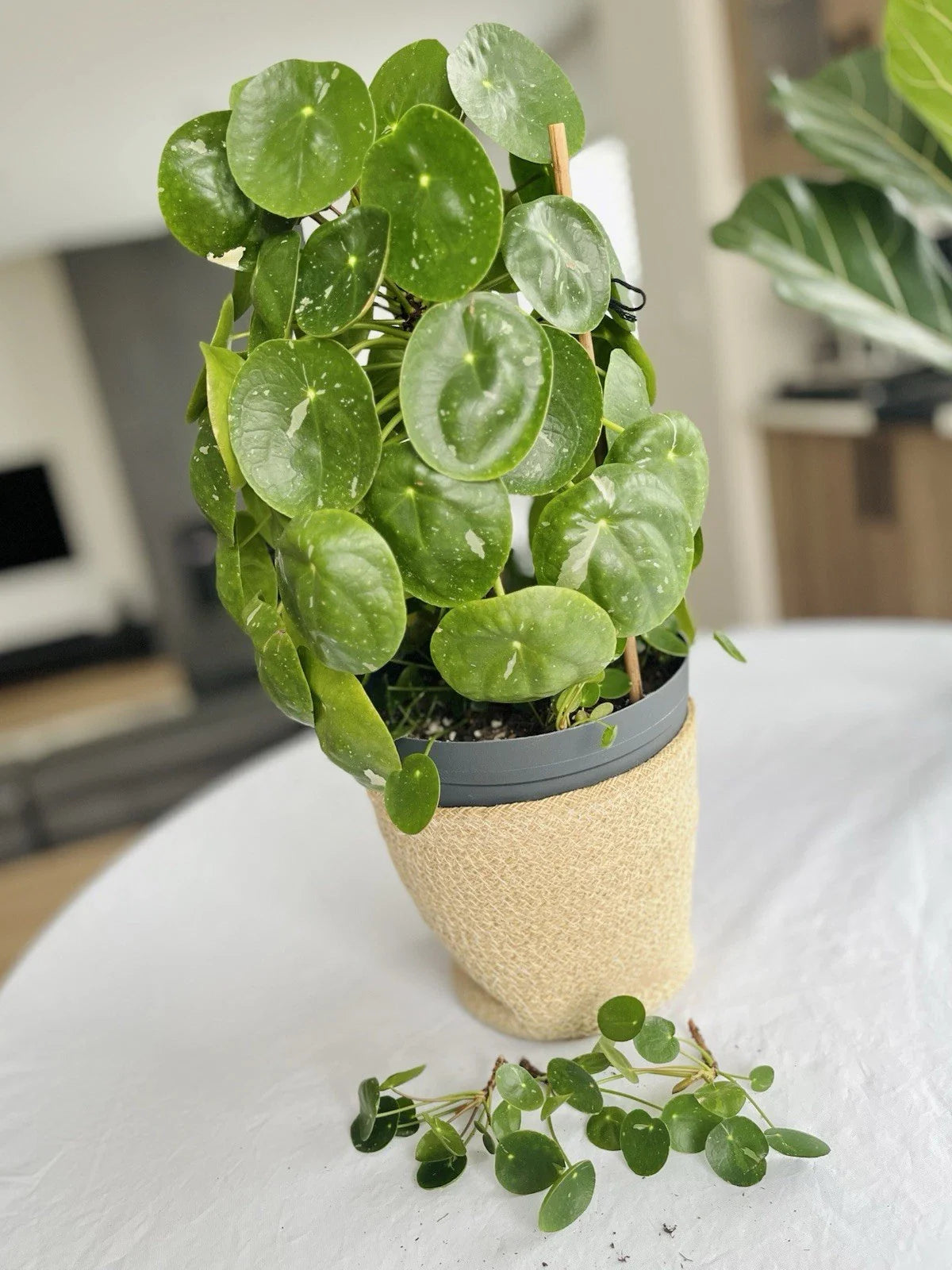 Rare Variegated Pilea Peperomioides White Splash Fresh Cuttings Houseplant - Unique Indoor Plant for Home Decor