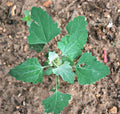 Lambs Quarter Live Plants Set of 3 - Edible Wild Spinach Pigweed - Chenopodium album