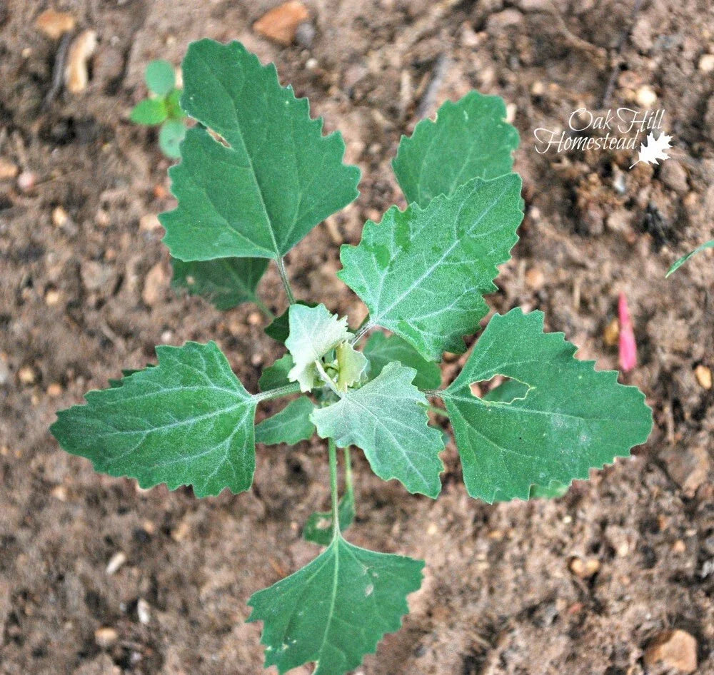 Lambs Quarter Live Plants Set of 3 - Edible Wild Spinach Pigweed - Chenopodium album