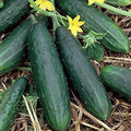 Tendergreen Burpless Cucumber Seeds - 50+ Organic Heirloom Seeds - Cucumis sativus