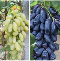 Mixed Finger Grape Seeds - 20 Non-GMO Seeds for Home Growing - Easy Fruit Gardening (Vitis vinifera) - TX USA