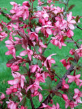 Royal Raindrops Crabapple Seeds - 25+ Pack for Garden Planting - Malus 'Royal Raindrops' - USA Origin