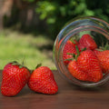 Bare Root Galletta Strawberry Plants | High-Yield June-Bearing Variety | Fragaria x ananassa