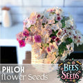 Phlox Seeds - 125 Seeds - Strawberry Peach Color - Annual Flower Seeds for Garden - Phlox paniculata