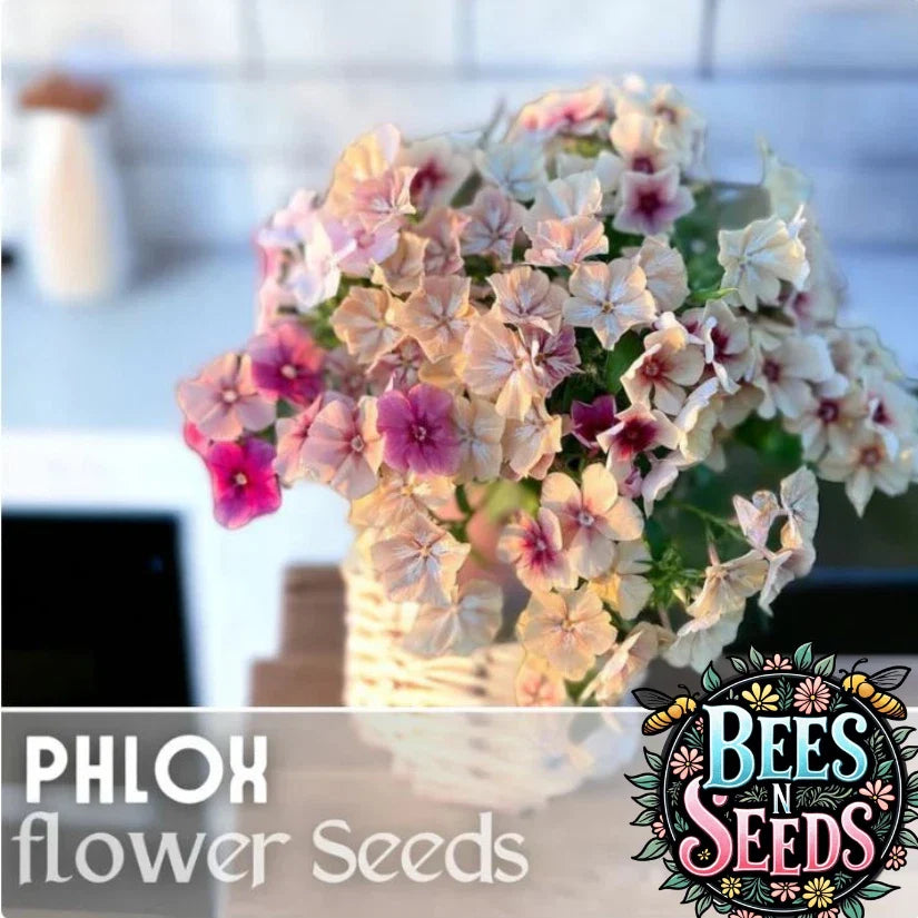 Phlox Seeds - 125 Seeds - Strawberry Peach Color - Annual Flower Seeds for Garden - Phlox paniculata