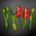 Red Thanksgiving Cactus Cuttings - Schlumbergera Truncata - 4 Healthy Plant Clippings for Propagation