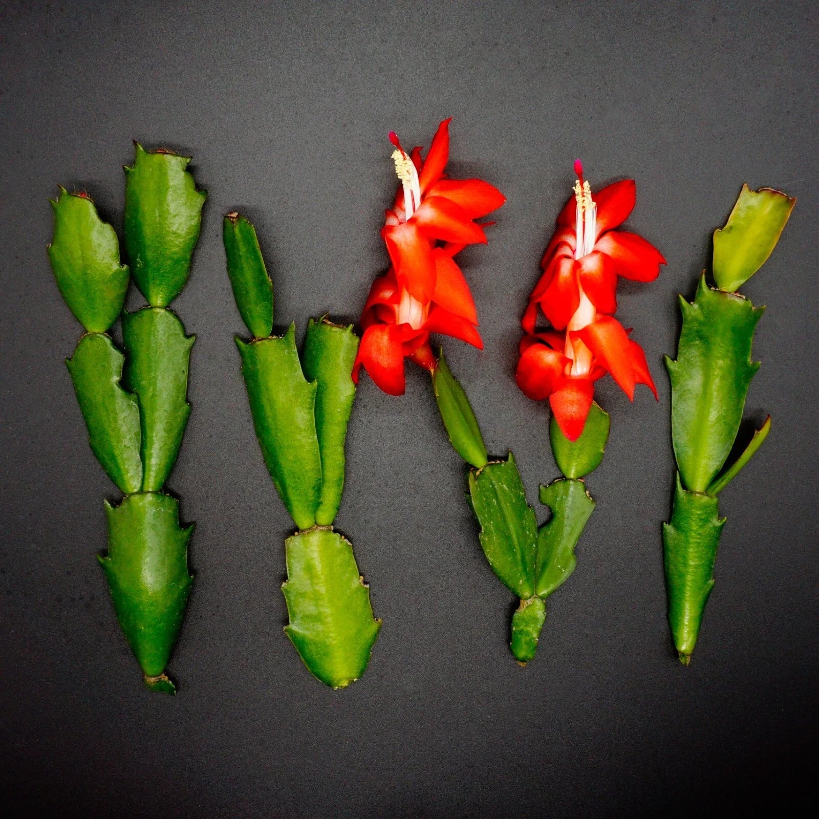 Red Thanksgiving Cactus Cuttings - Schlumbergera Truncata - 4 Healthy Plant Clippings for Propagation