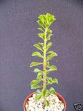 Rare Pereskia portulacifolia Cactus Plant - Natural Bonsai Caudex 4" Aloe Variety - Unique Succulent for Collectors