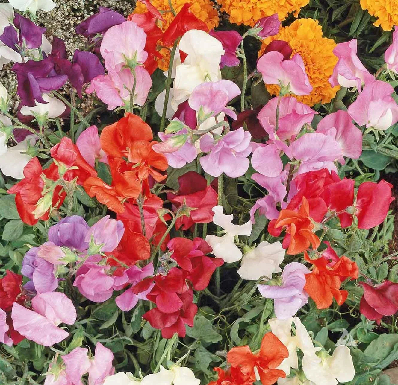 Sweet Pea Seeds Mix - 36" Dwarf Vine, Non-GMO - Lathyrus odoratus, Perfect for Containers, 50 Seeds