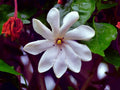 Cape Jasmine Flower Seeds - 25 Count - Small Flowering Bush - Gardenia jasminoides