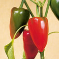 Pimento Pepper Seeds | Heirloom Non-GMO | Sweet Flavor Variety | Capsicum annuum | Seed Store 1019