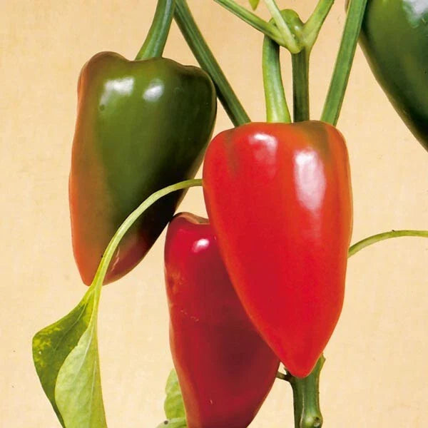 Pimento Pepper Seeds | Heirloom Non-GMO | Sweet Flavor Variety | Capsicum annuum | Seed Store 1019