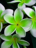 Plumeria Seeds - 5 Green White Hawaiian Flower Lei Plants - Fragrant Perennial Flowers - Plumeria spp.