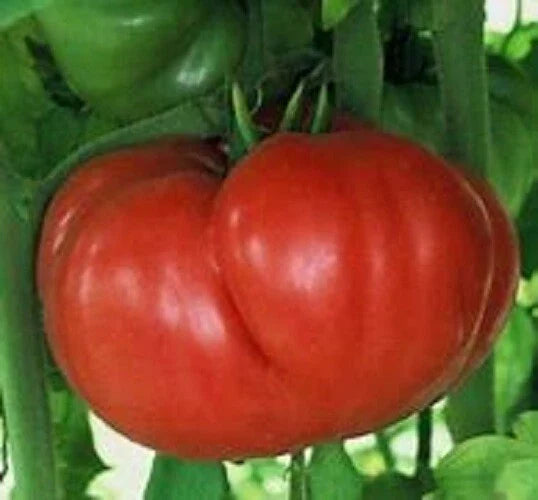 Crnkovic Yugoslavian Fresh Seed Pack - 25 Seeds - Heirloom Tomato Variety - Solanum lycopersicum