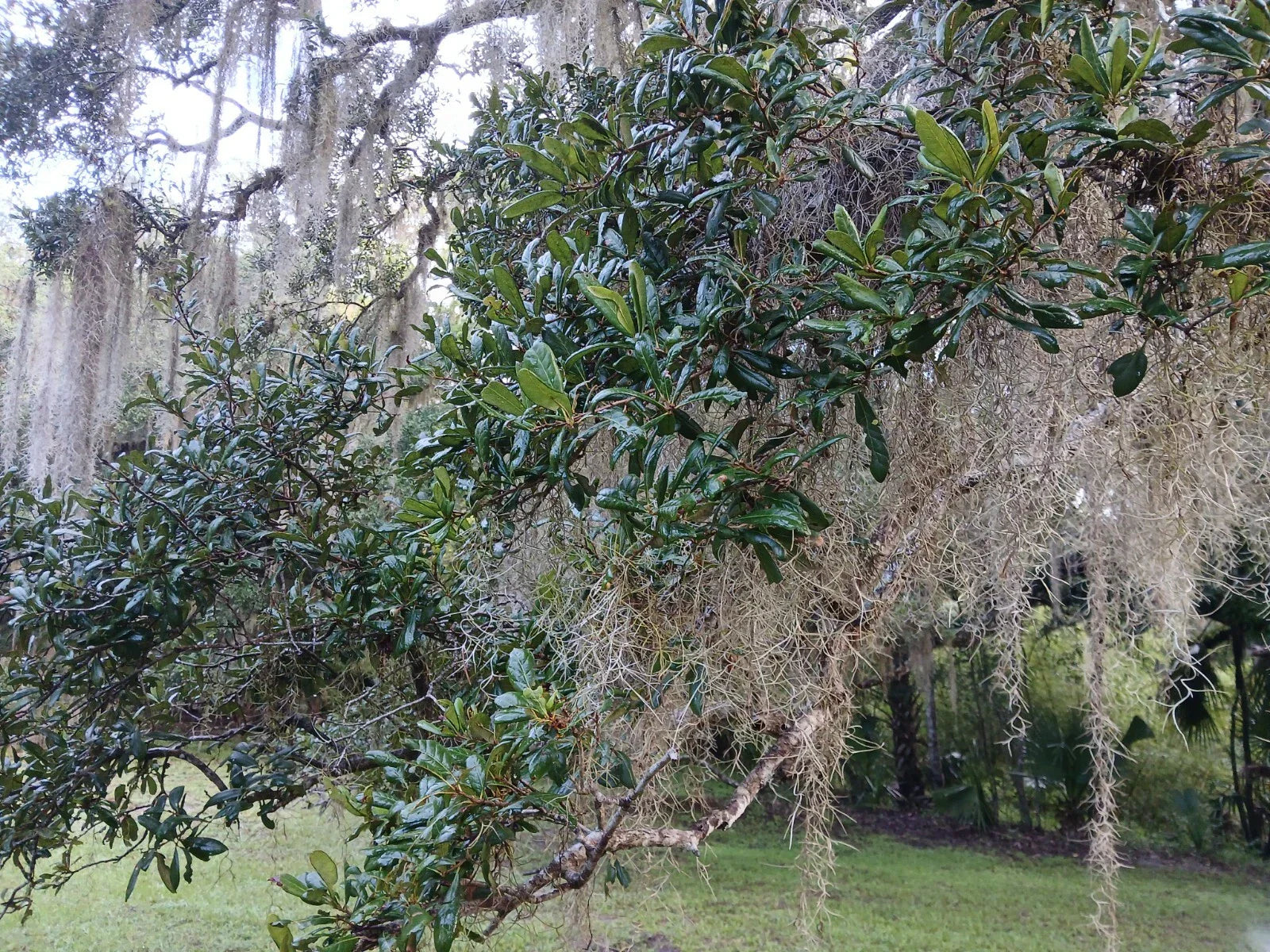 Rooted Live Oak Tree 12"-18" Florida Variety Quercus virginiana Evergre Garden Gift Plant