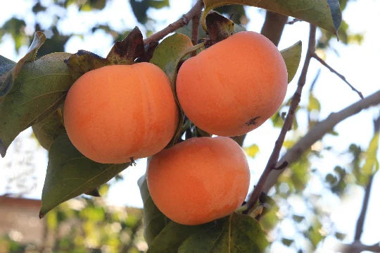 Date Plum Persimmon Seeds - 10 Flowering Fruit Tree Seeds (Diospyros lotus) - Free Shipping