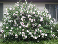 Rose of Sharon Live Plant - Well-Rooted Shrub - Hibiscus syriacus - 8"-42" Tall
