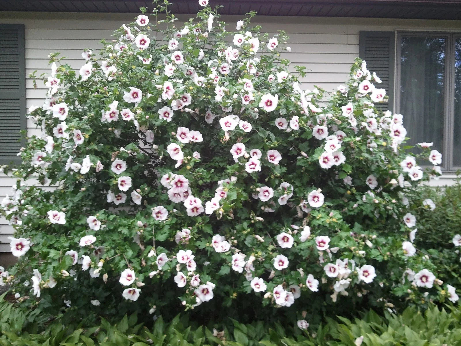 Rose of Sharon Live Plant - Well-Rooted Shrub - Hibiscus syriacus - 8"-42" Tall