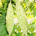 Bitter Melon Seeds - 15+ Count - White Pearl Variety - Momordica charantia - Ideal for 2025 Planting