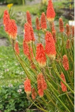 Kniphofia Bare Root Starter Plant - Red Hot Poker - Vibrant Perennial for Gardens - US Seller