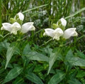 Turtlehead Seeds - 15 Seeds - Chelone obliqua 'Alba' - White Flowering Perennial Plant