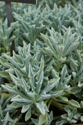Senecio Spear Plant Cuttings 5+" Rare Succulent Kleiniformis Healthy 3X Set