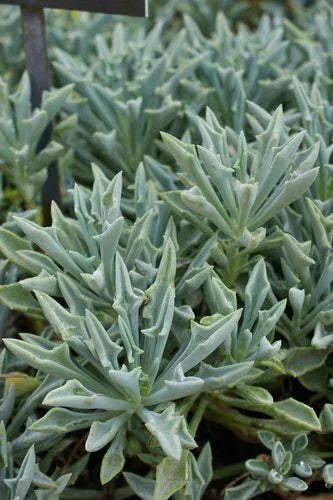 Senecio Spear Plant Cuttings 5+" Rare Succulent Kleiniformis Healthy 3X Set