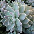 Graptopetalum Paraguayense Ghost Plant Cuttings - 3 x 2" Diameter Unrooted Succulents