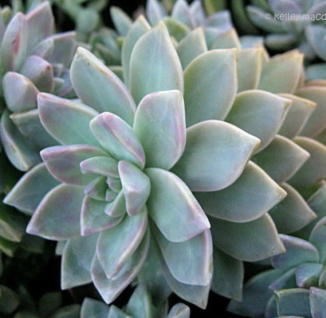 Graptopetalum Paraguayense Ghost Plant Cuttings - 3 x 2" Diameter Unrooted Succulents