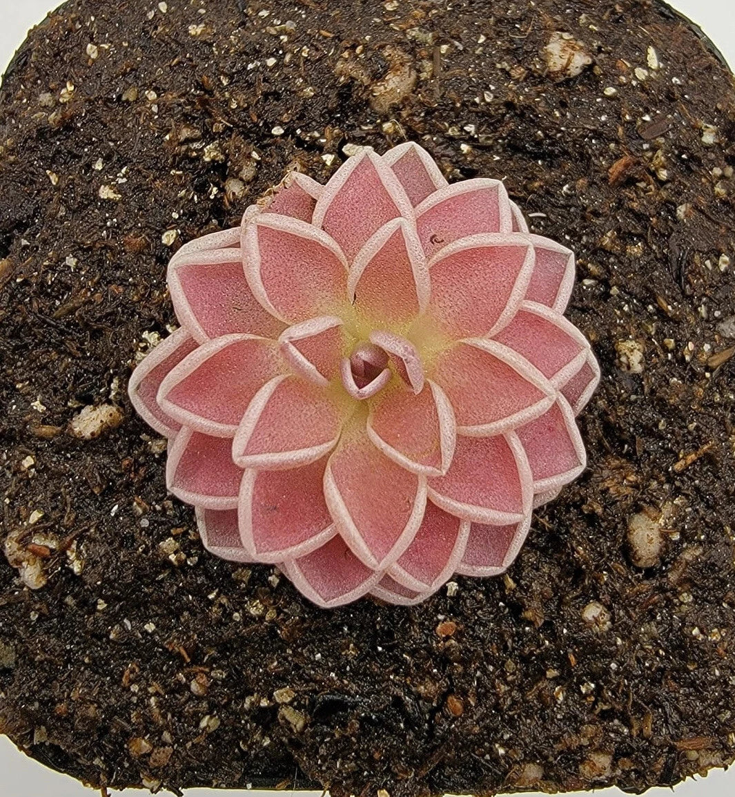 Pinguicula ehlersiae Butterworts Carnivorous Plant - Unique Insect-Eating Houseplant for Indoor Gardens
