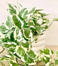 N'Joy Pothos Cuttings - 3 Fresh Cuttings - Epipremnum aureum - No Roots - Indoor Plant Starter
