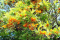 Silky Oak Tree Seeds 30 Pack - Grevillea robusta - Ideal for Planting, Tropical Tree, Fast-Growing, Ornamental