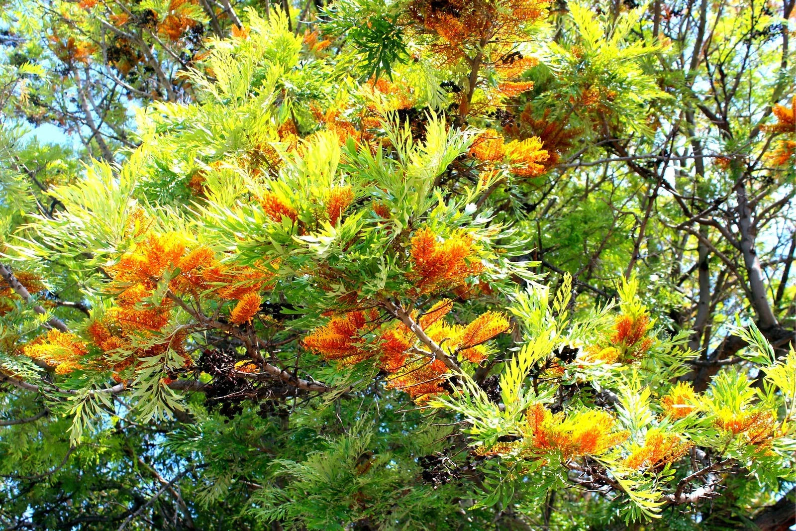 Silky Oak Tree Seeds 30 Pack - Grevillea robusta - Ideal for Planting, Tropical Tree, Fast-Growing, Ornamental